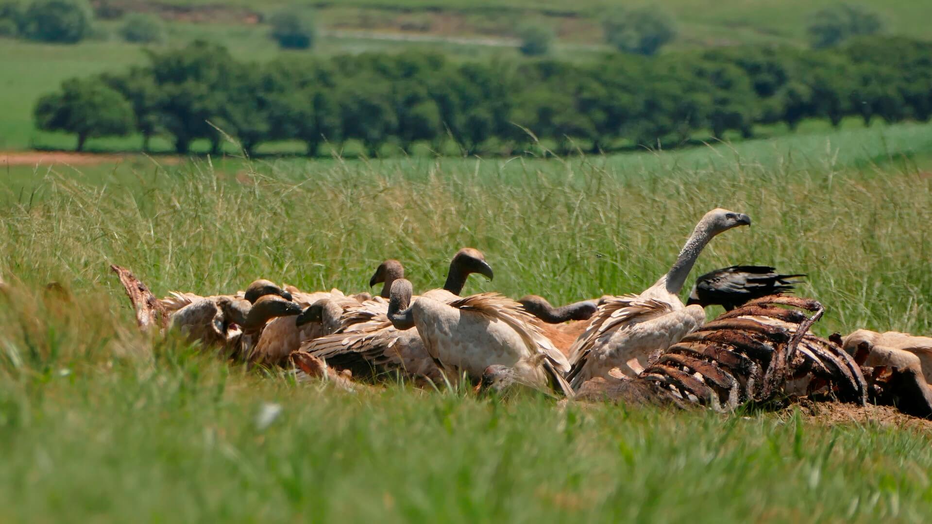 Mzimkulu Vulture Hide