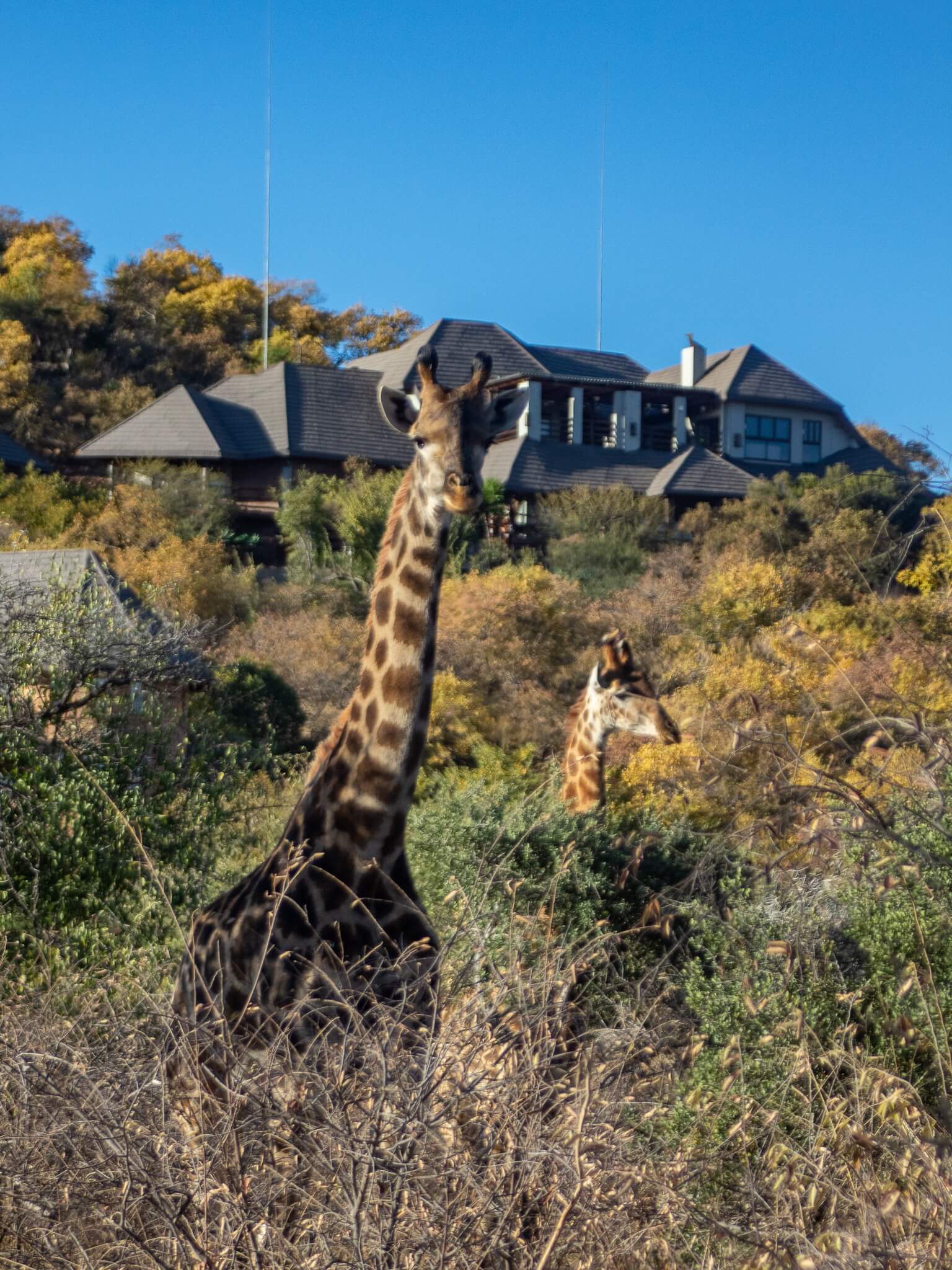 Giraffe