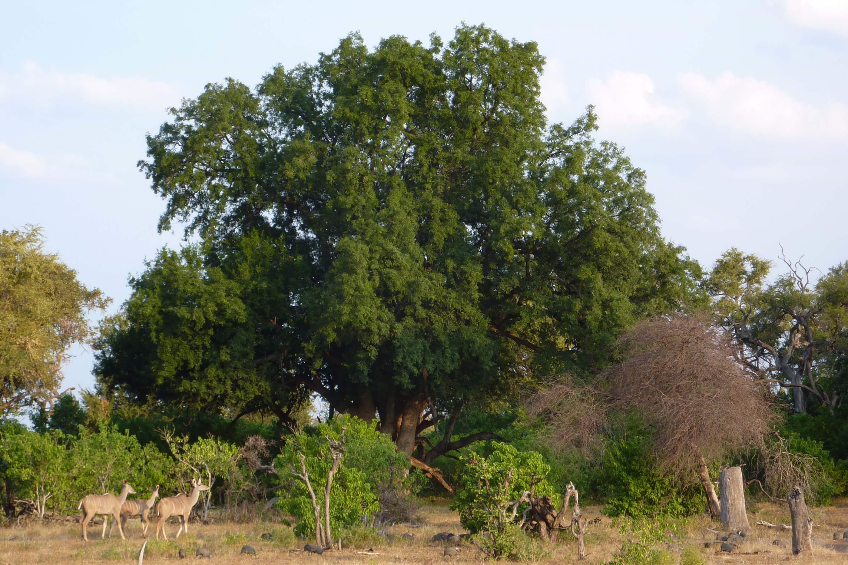d’Nyala Nature Reserve