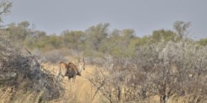 Mafikeng Game Reserve