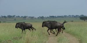 Bonamanzi Game Reserve