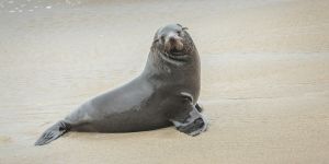Cape Cross Seal Reserve
