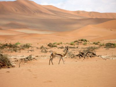 Hikes outside a reserve (Namibia)
