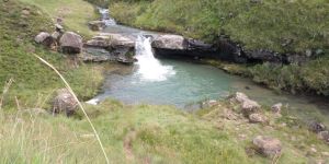 Cedric's Pool