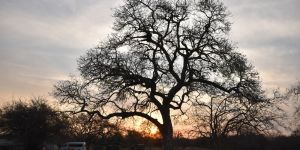Andover Nature Reserve