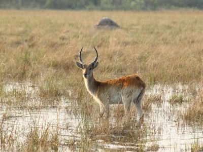 Kwando Core Area