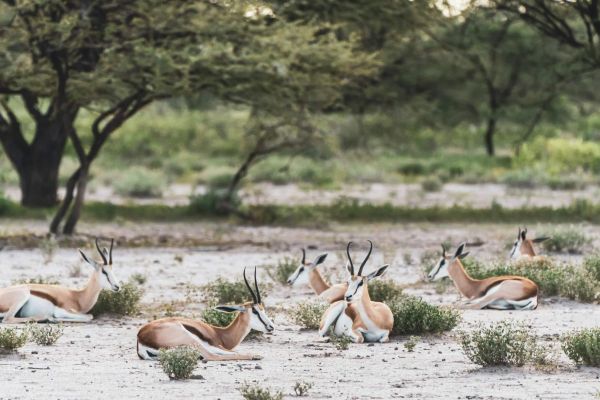Etosha National Park