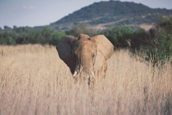 Pilanesberg National Park