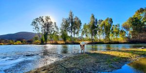 Honeypot Fly Fishing Eco Chalet