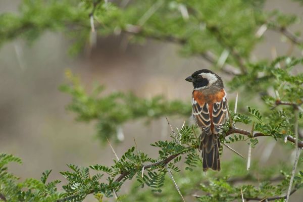 Mountain Zebra National Park