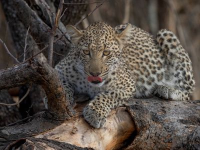 Kapama Private Game Reserve