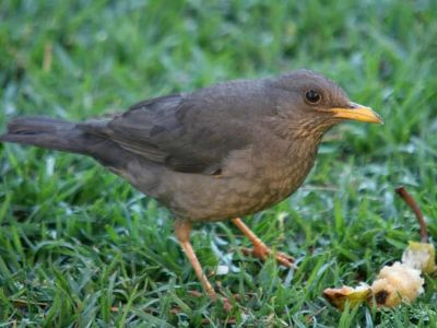Abe Bailey Nature Reserve - Karoo Thrush