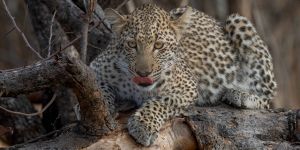 Kapama Private Game Reserve
