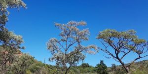 SS Skhosana Nature Reserve