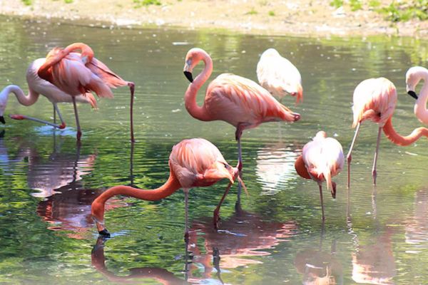 Barberspan Bird Sanctuary