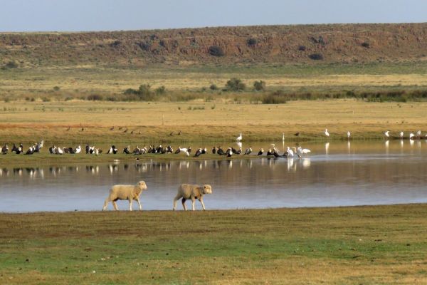 Karoo Gariep Conservancy