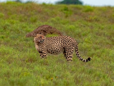 Lalibela Game Reserve