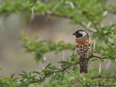 Mountain Zebra National Park