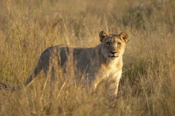 Black Rhino Game Reserve