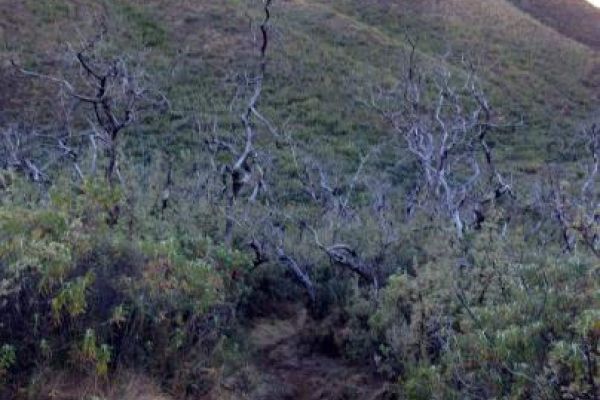 The Lower Trail to Black Pool, Maliba Lodge