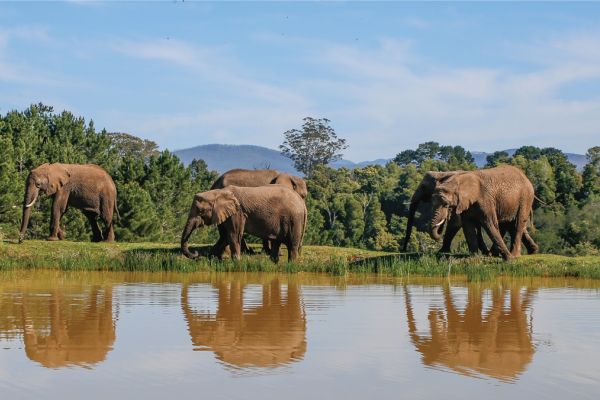 Knysna Elephant Park