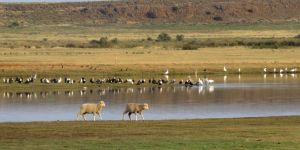 Karoo Gariep Conservancy