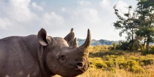 Hluhluwe Game Reserve