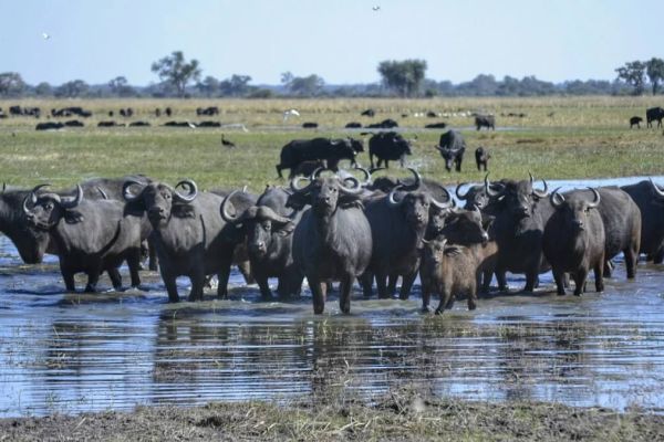 Buffalo Core Area