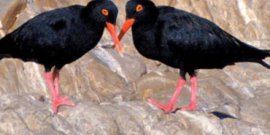 Oystercatcher Trail