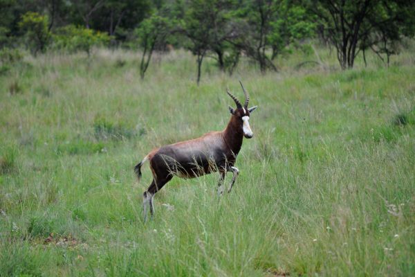 Somabula Nature Reserve