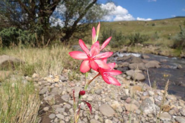 Watsonia Flower