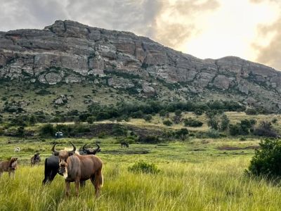 Mount Everest Game Reserve