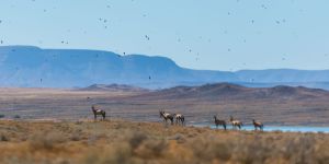 Tankwa Karoo National Park