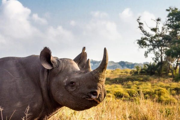 Hluhluwe Game Reserve