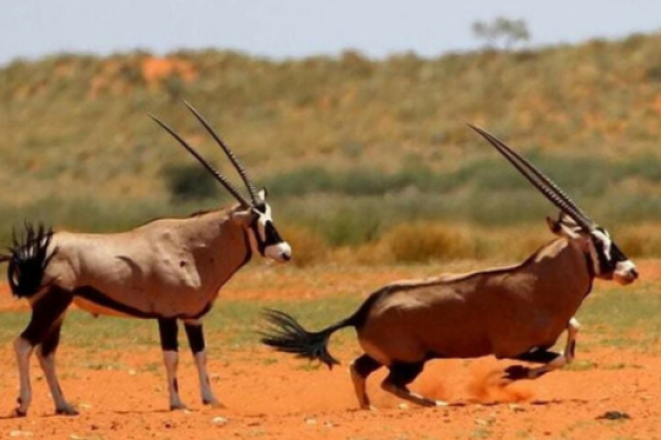 Kalahari Hiking Traverse