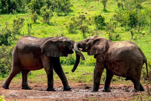 SANParks Addo Rest Camp