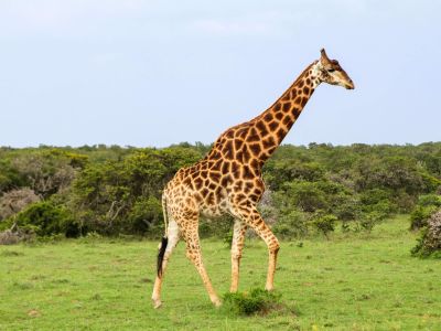Amakhala Game Reserve
