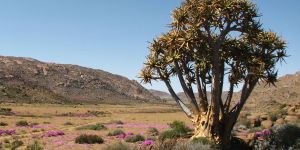 Goegap Nature Reserve
