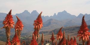 Cathedral Peak Nature Reserve (Didima)
