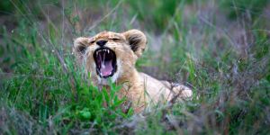 Ligwalagwala Conservancy