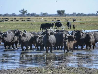 Buffalo Core Area