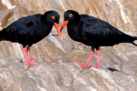 Oystercatcher Trail