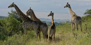 Tala Game Reserve