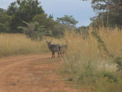 Doorndraai Dam Nature Reserve