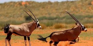 Kalahari Red Dune Hiking