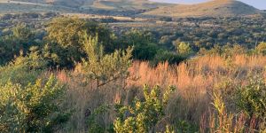 The Cradle Nature Reserve