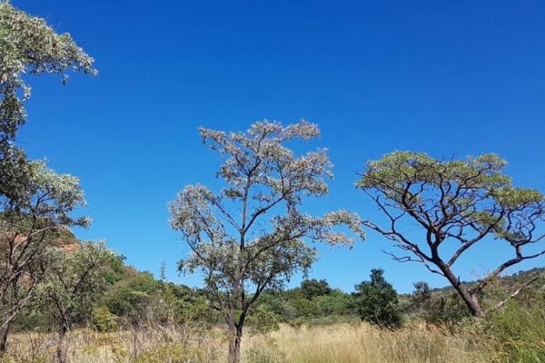 SS Skhosana Nature Reserve