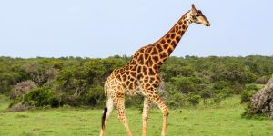 Amakhala Game Reserve