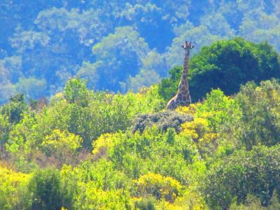 Plettenberg Bay Game Reserve