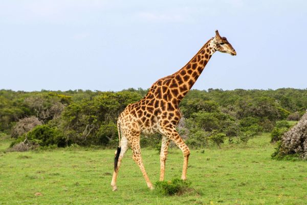 Amakhala Game Reserve